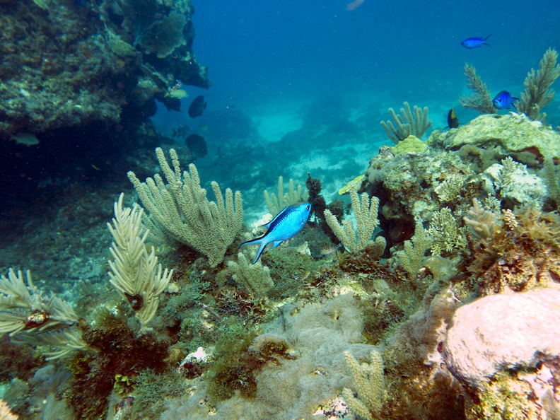 Blue Chromis at Mancones Reef IMG_3164.jpg